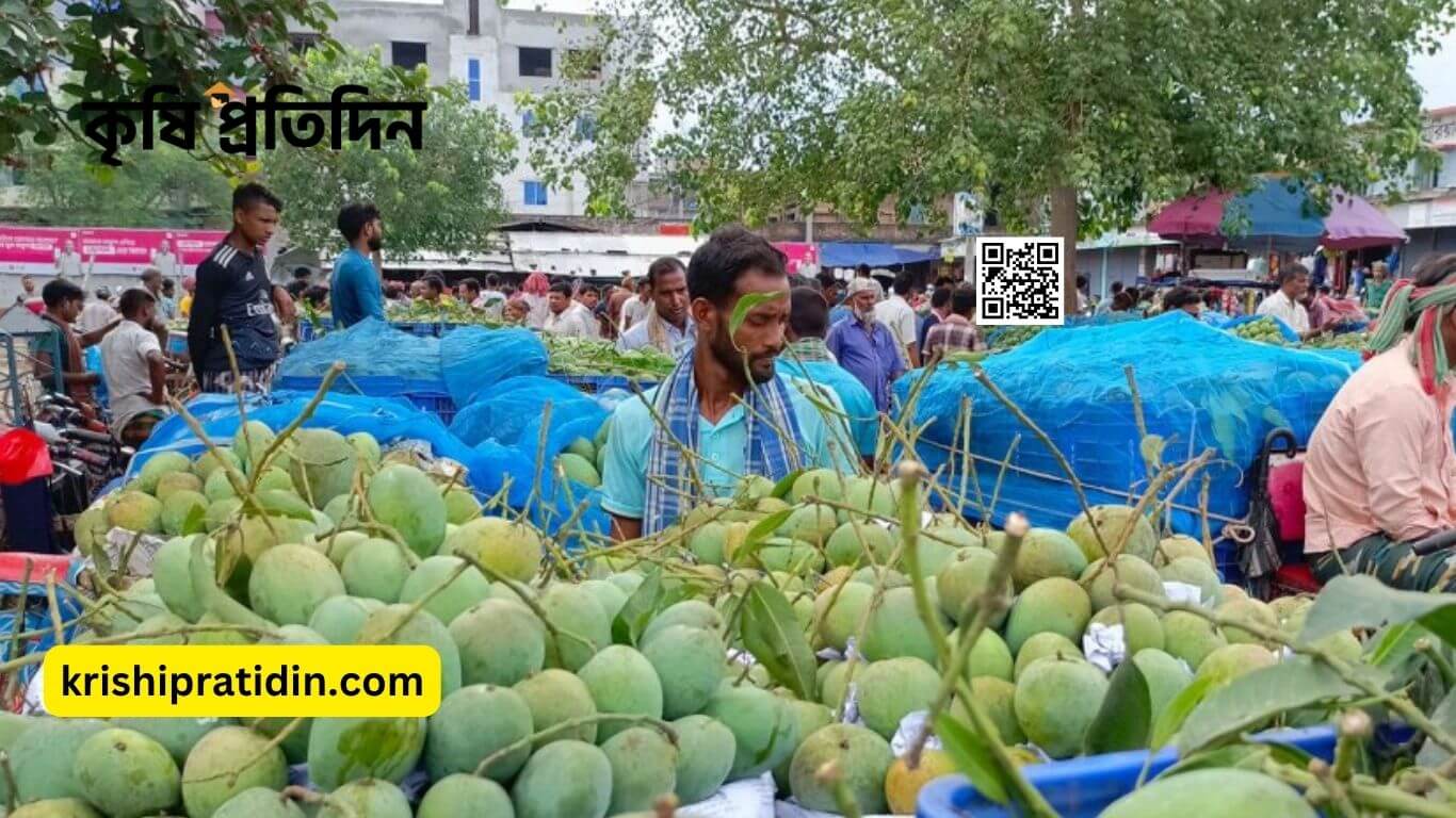 রাজশাহীতে আমের দাম কম