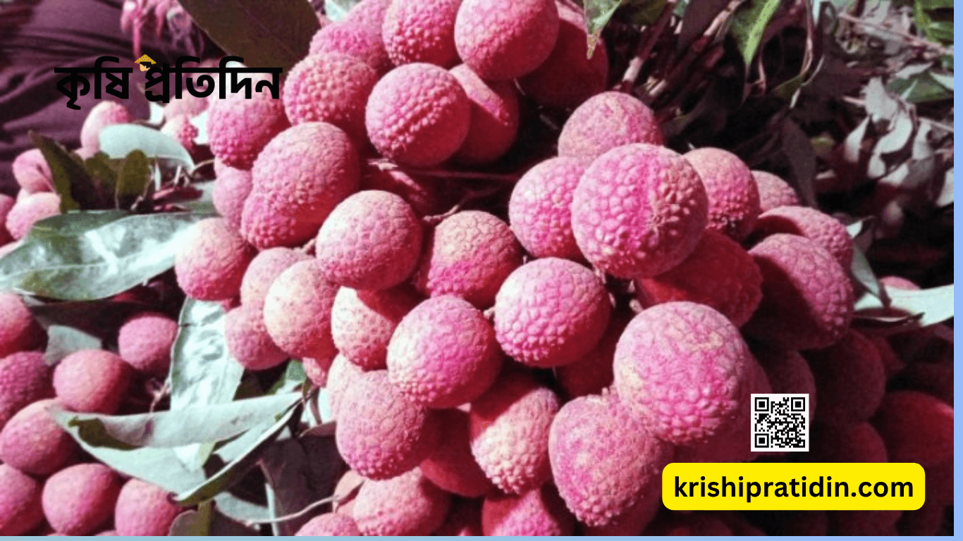 বেদেনা জাতের লিচু
