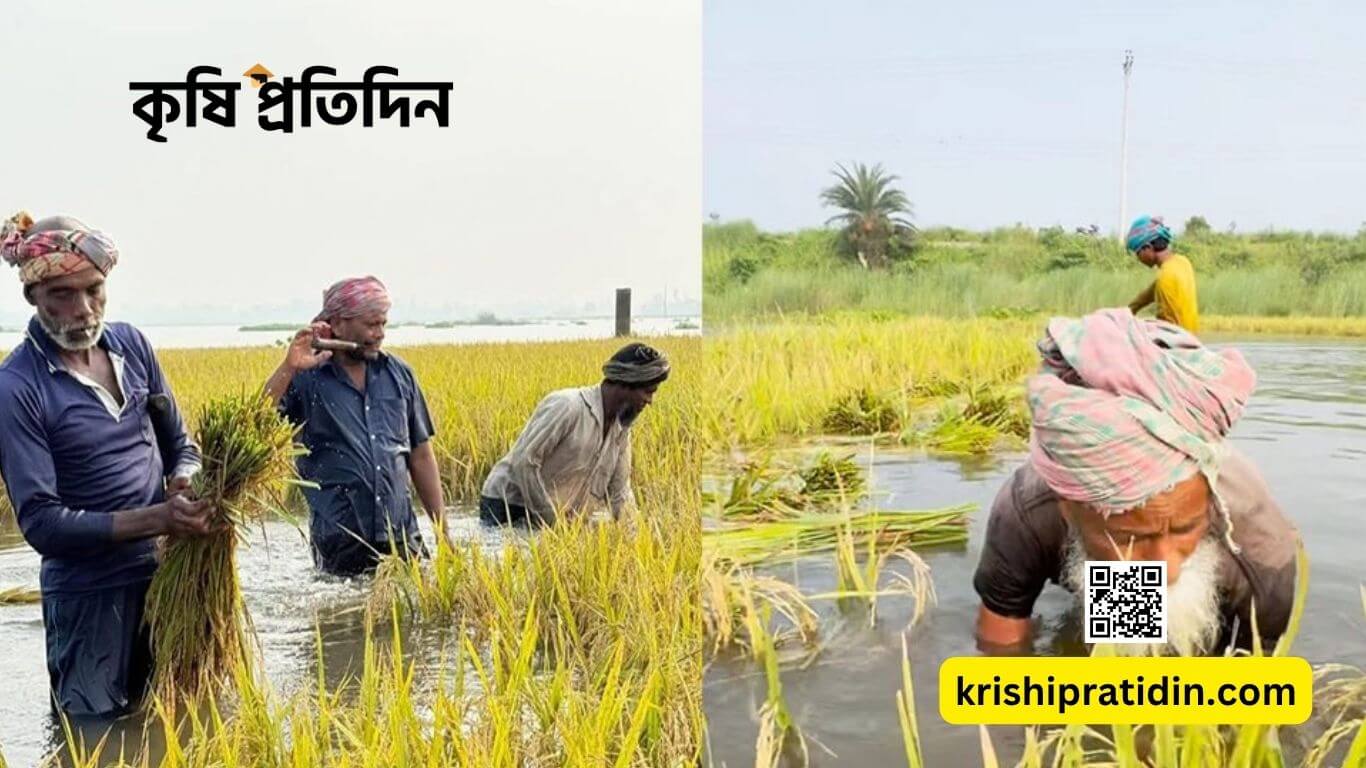 আগাম বন্যা