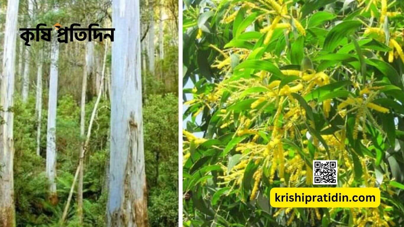 ইউক্যালিপটাস ও আকাশমনি নিষিদ্ধ