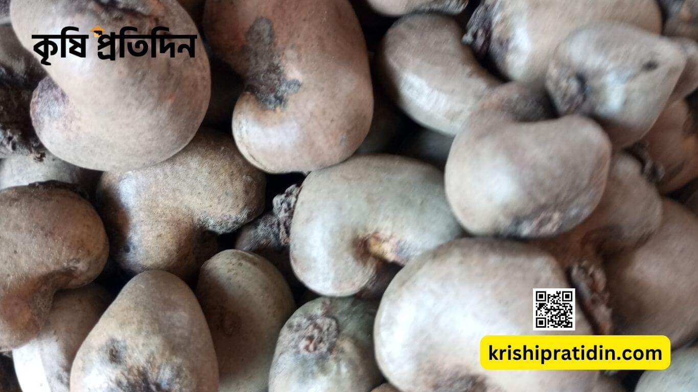 কাজুবাদাম