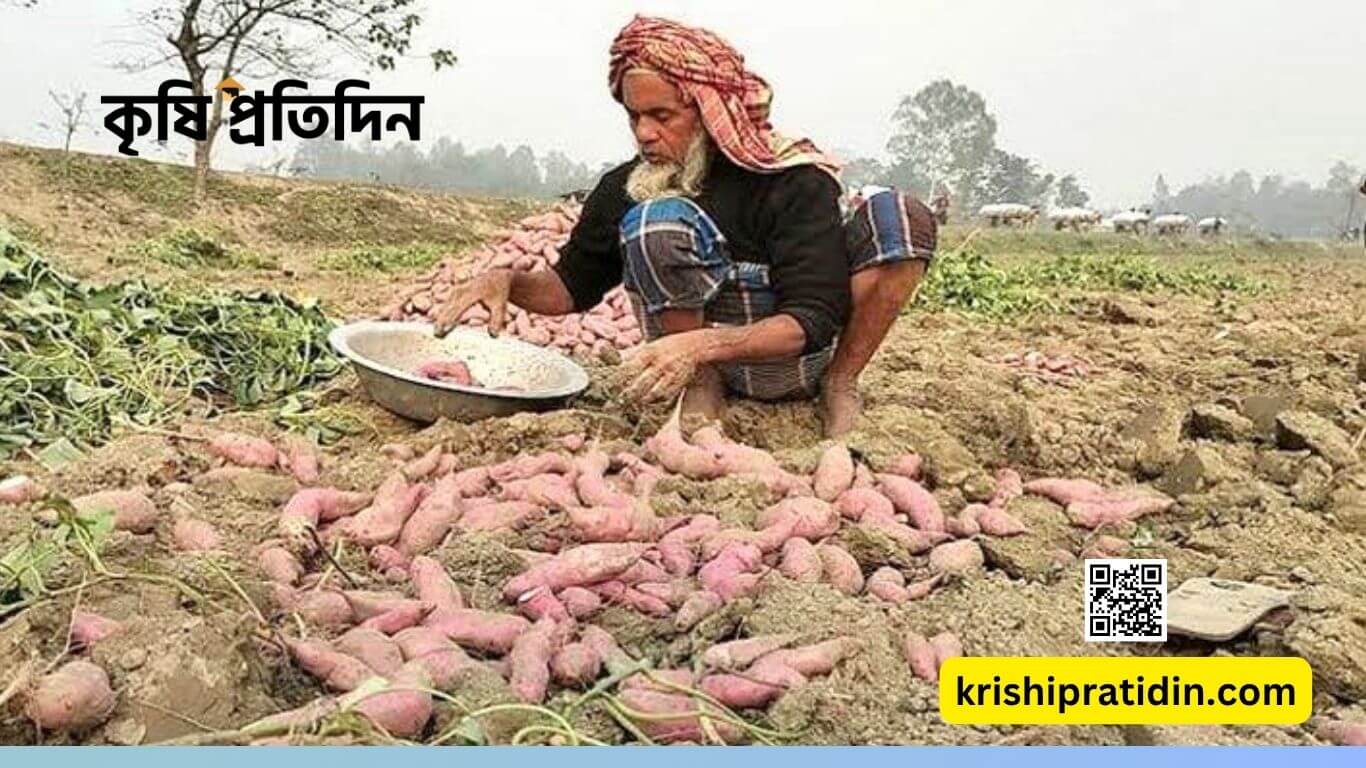 কৃষক