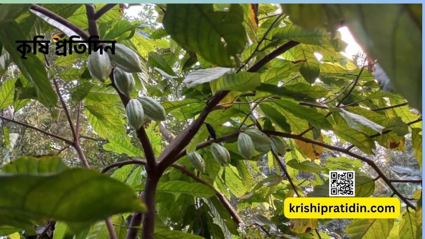 টাঙ্গাইলে কোকো চাষে সাফল্য