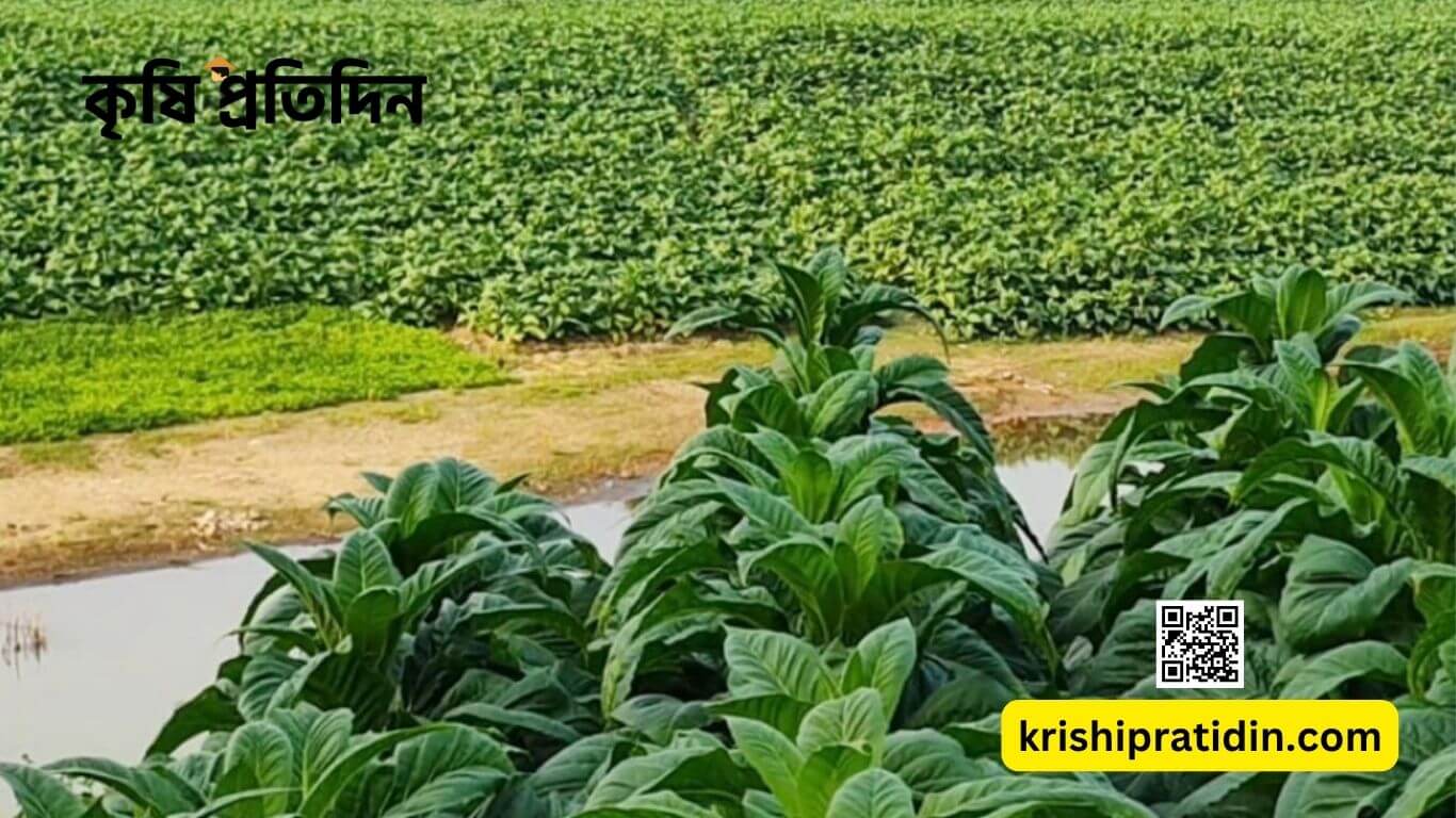 তামাক চাষ