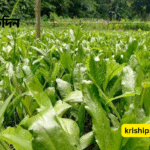বিলেতি ধনেপাতা