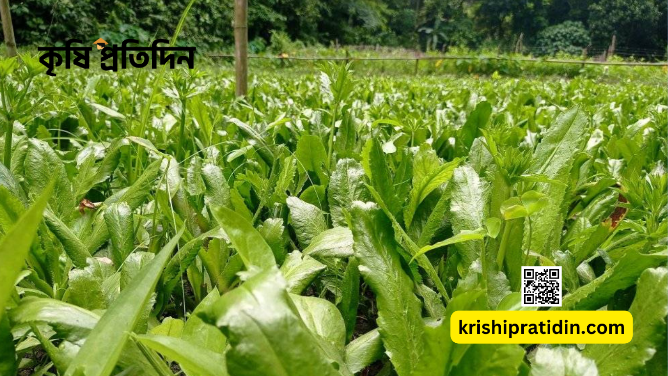 বিলেতি ধনেপাতা