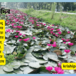 শাপলা ফুল