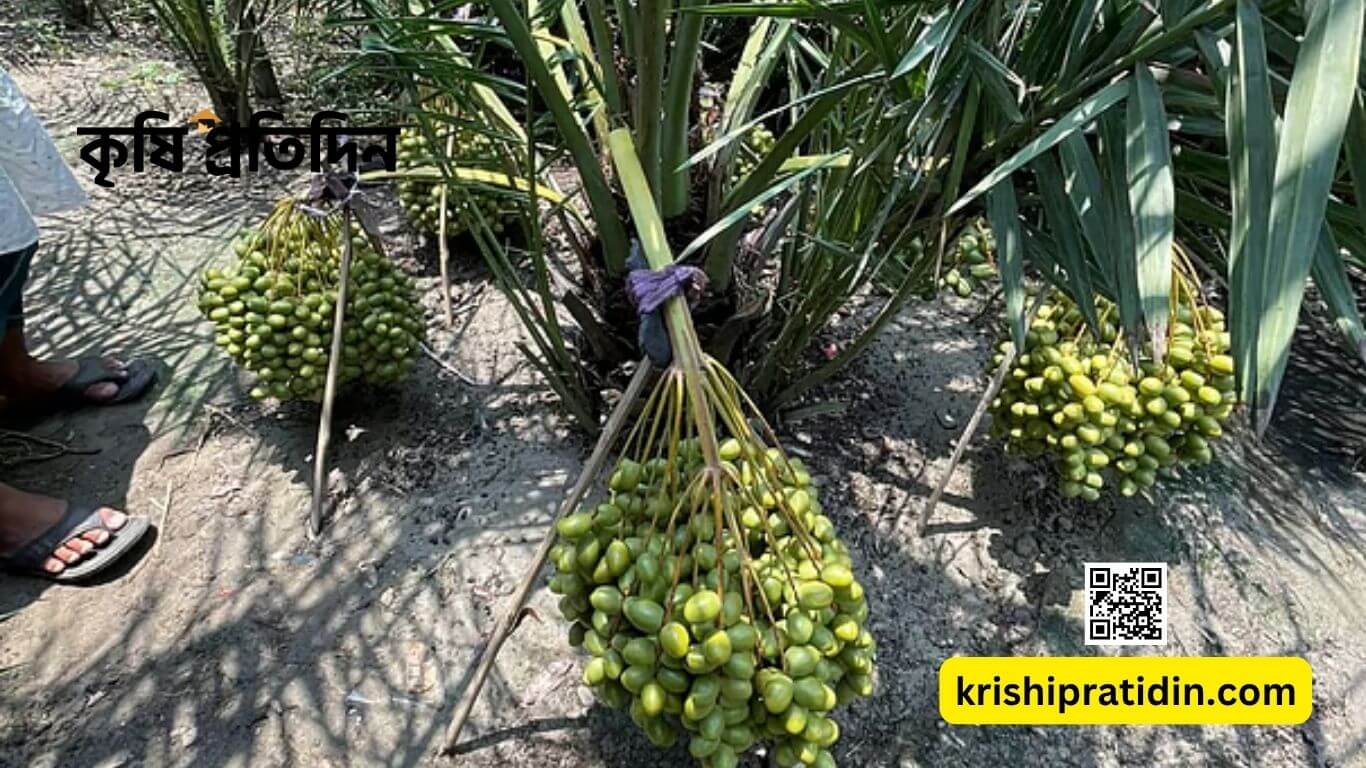 সাতক্ষীরায় সৌদি মরিয়ম খেজুর