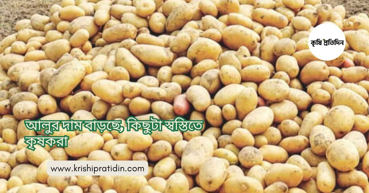 আলুর দাম