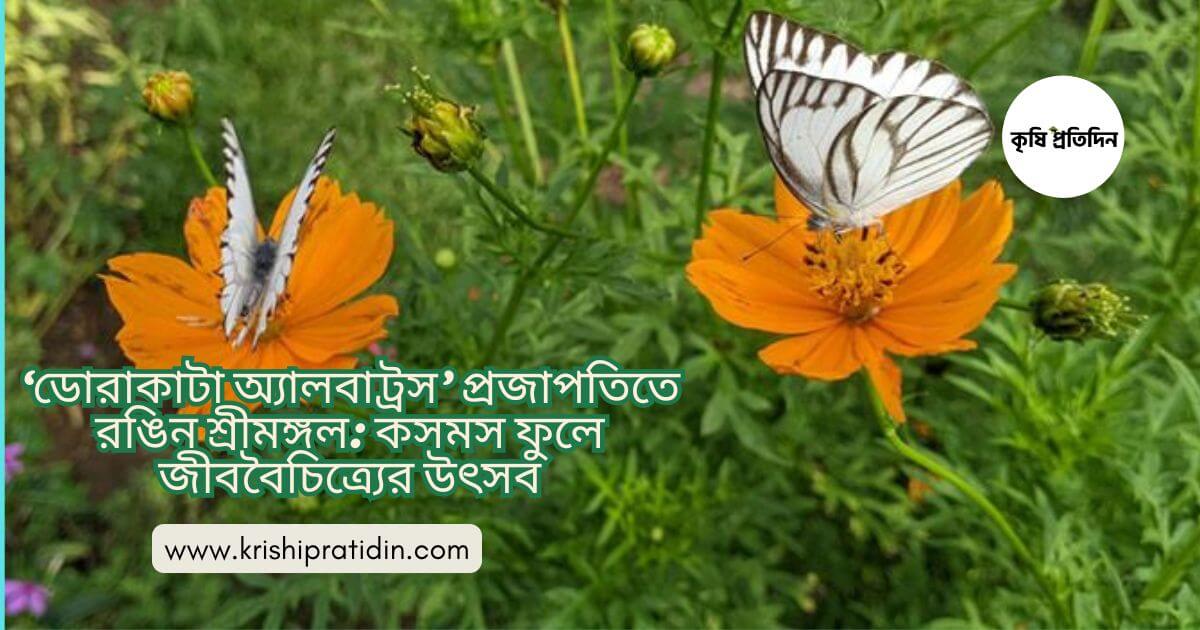 কসমস ফুলে প্রজাপতির খেলা