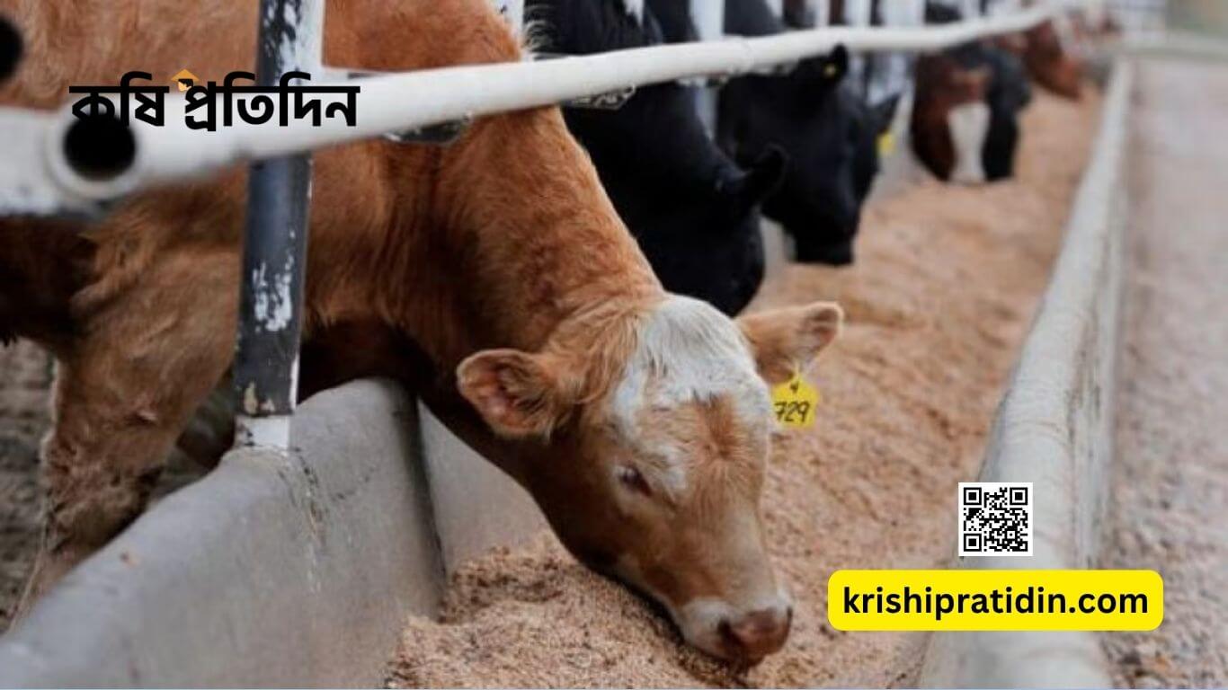 পশুখাদ্য