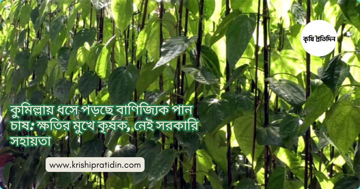 পান চাষ