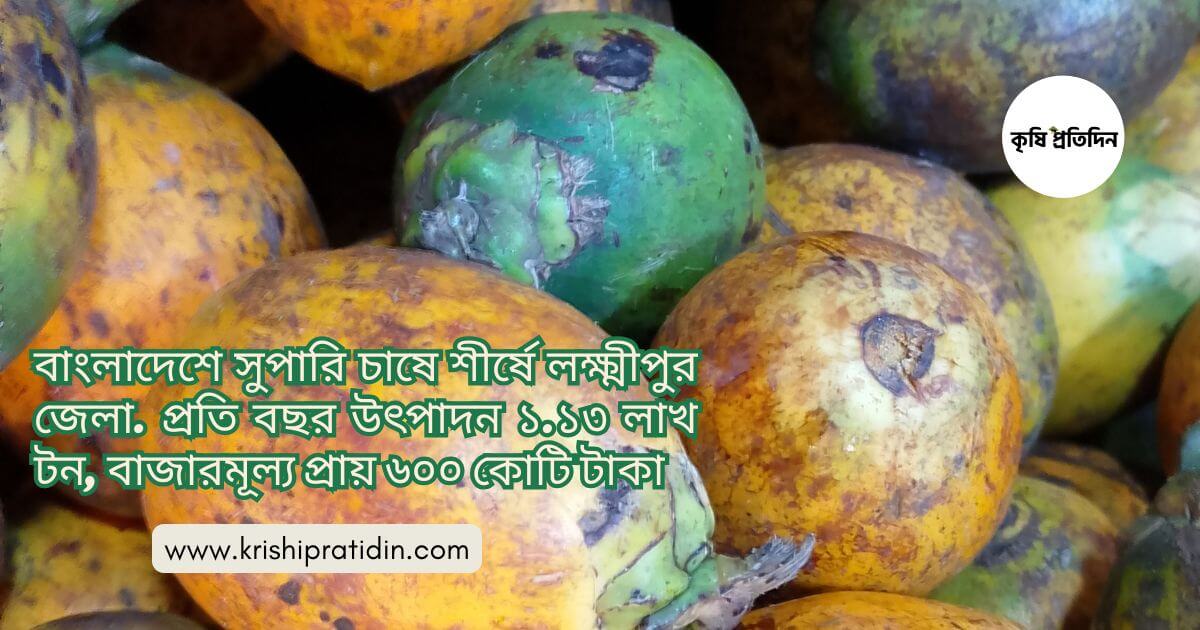 বাংলাদেশে সুপারি চাষ