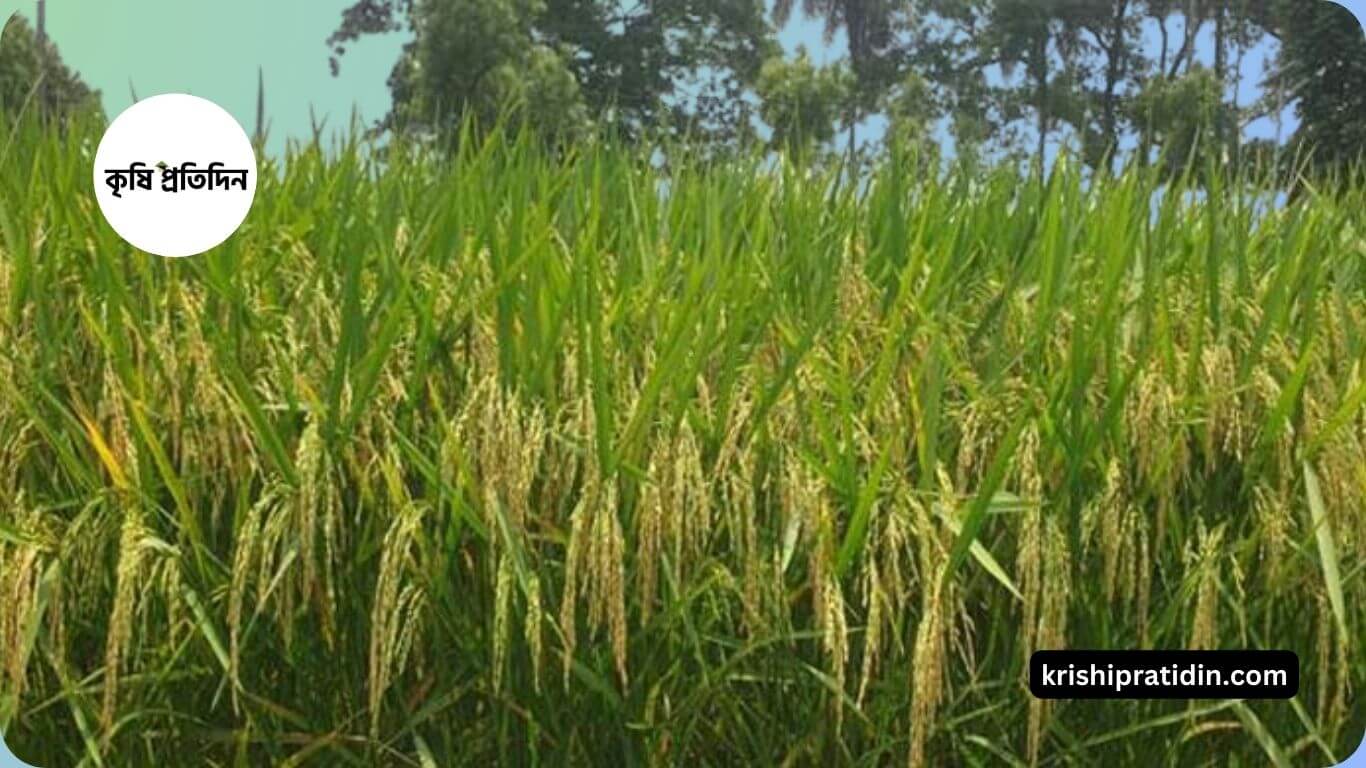 বিশ্বজুড়ে রেকর্ড খাদ্যশস্য
