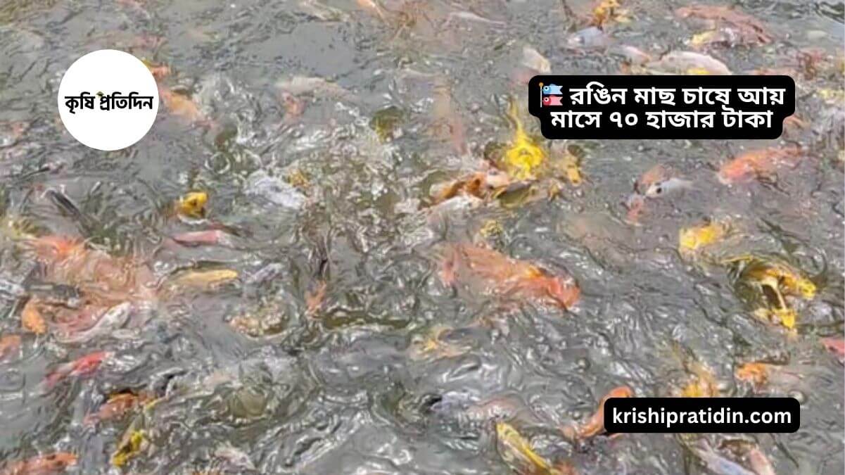 রঙিন মাছ চাষ