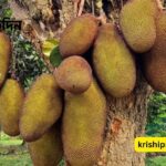 শ্রীপুরে কাঁঠাল