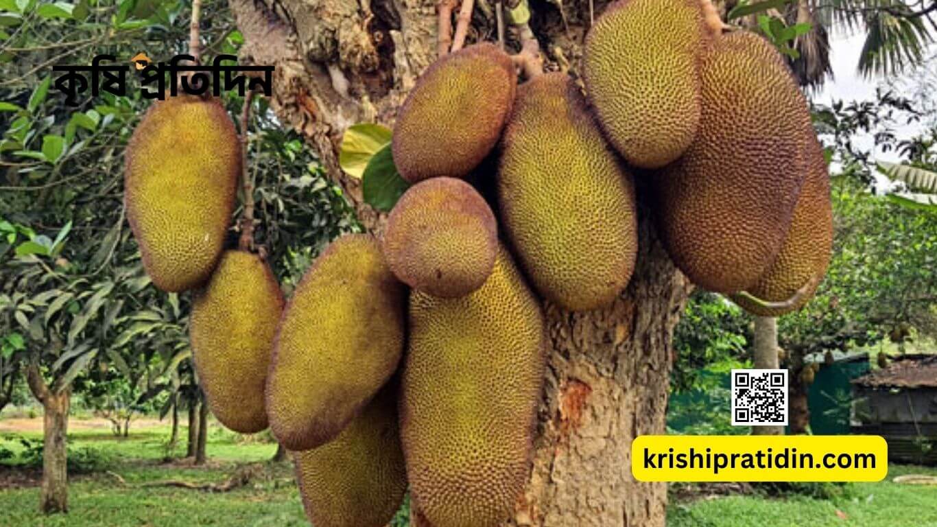 শ্রীপুরে কাঁঠাল
