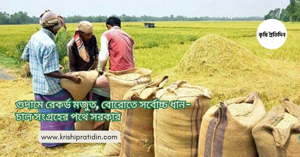 সরকারি ধান সংগ্রহ