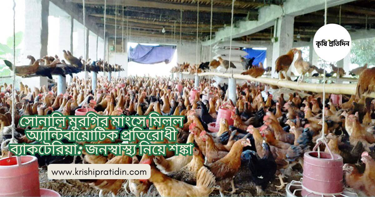 সোনালি মুরগি