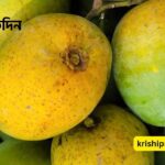 হিমসাগর আম