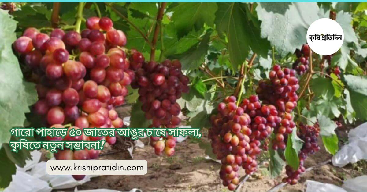 আঙুরের সফল চাষ