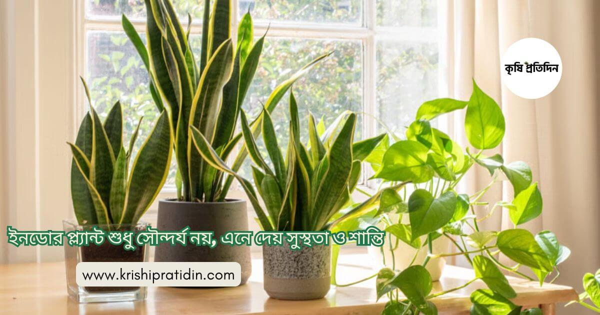 ইনডোর গাছ