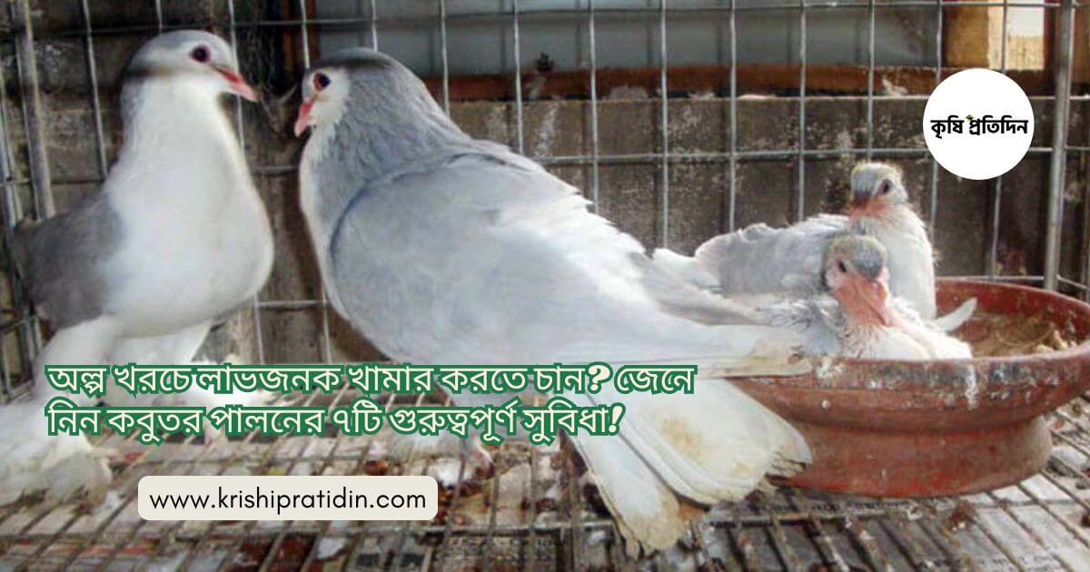 কবুতর পালনের সুবিধা