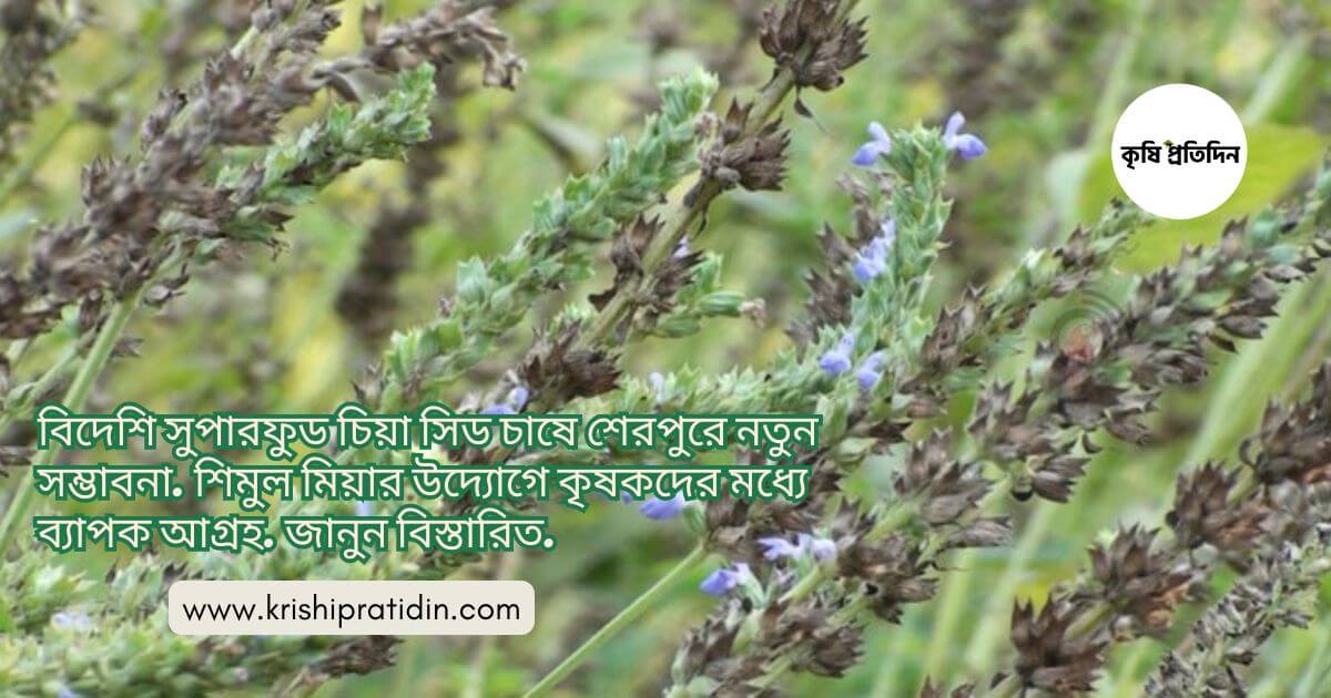 চিয়া সিড চাষ