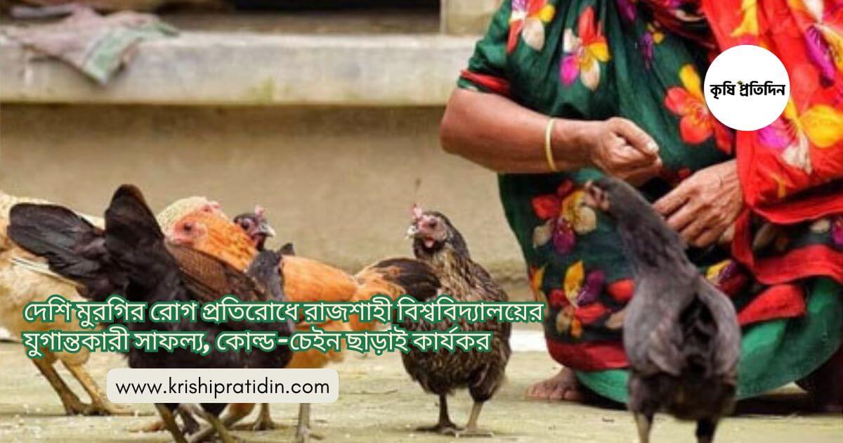 দেশি মুরগি