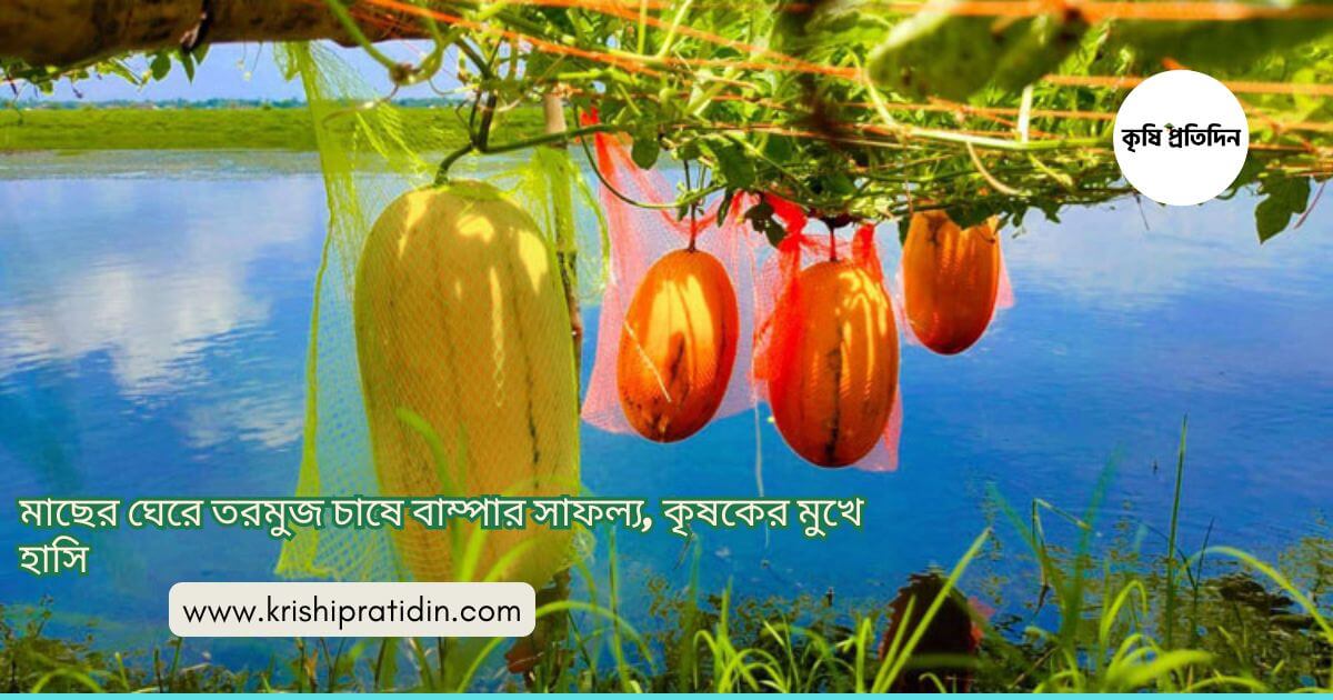 মাছের ঘেরে তরমুজ চাষ