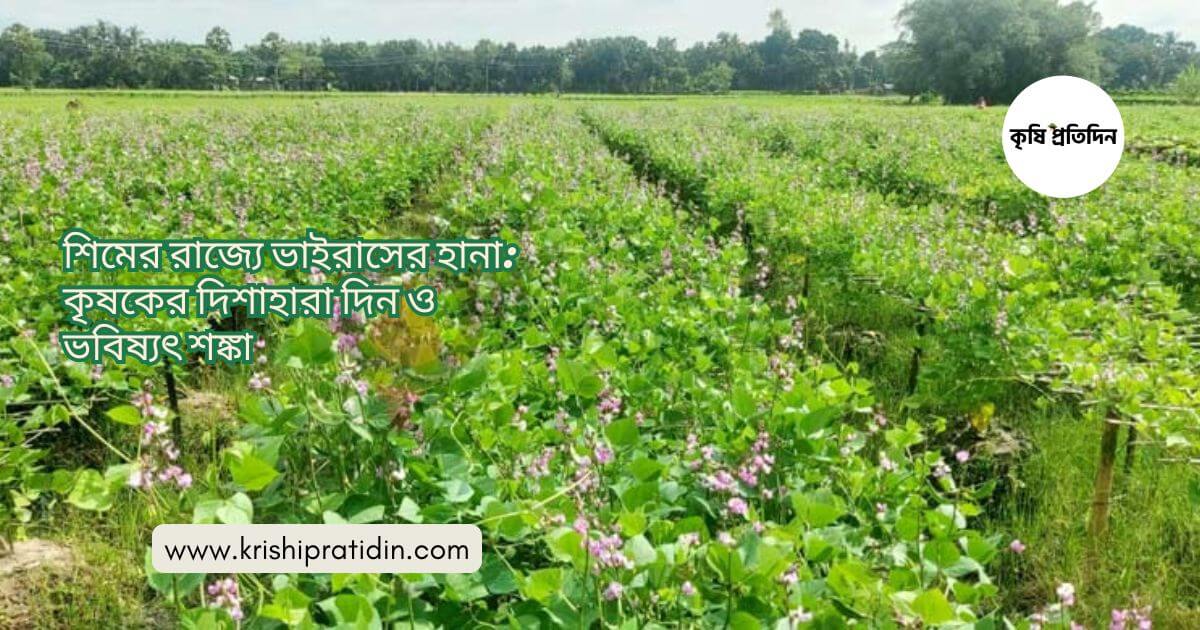 শিমের রাজ্যে ভাইরাসের হানা