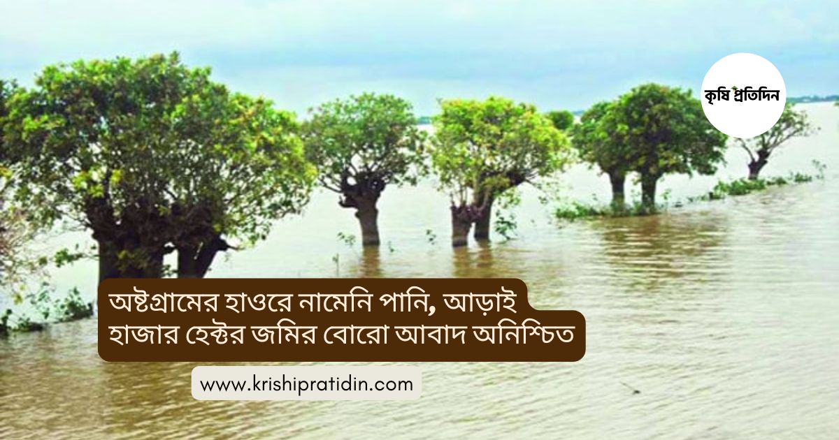 অষ্টগ্রামের হাওর