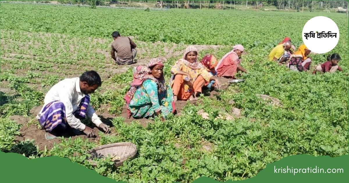 কৃষি শ্রমিকের ন্যূনতম মজুরি কাঠামো