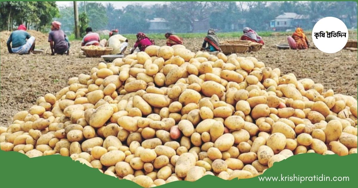 নতুন আলু