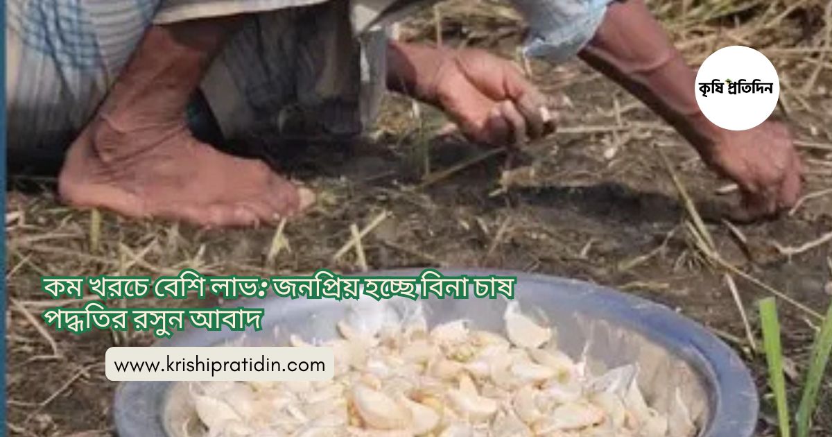 বিনা চাষ পদ্ধতির রসুন আবাদ