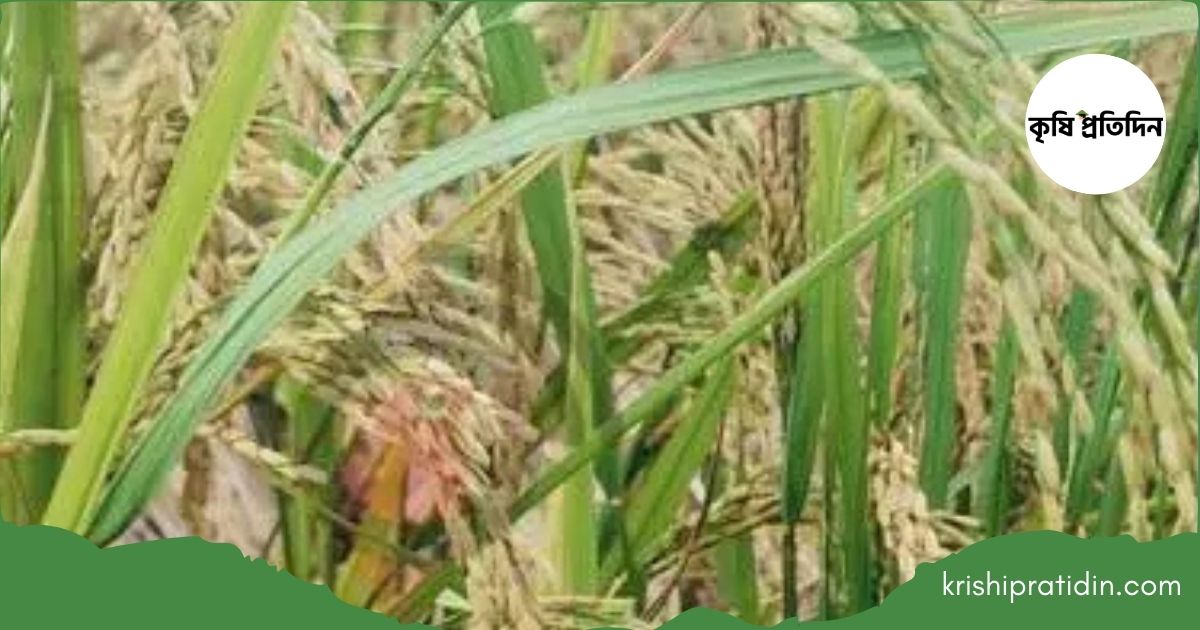 বিনা ধান-১০