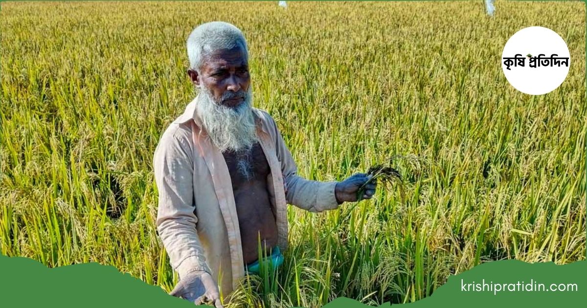 অ্যাসিডের কবলে চাষের জমি