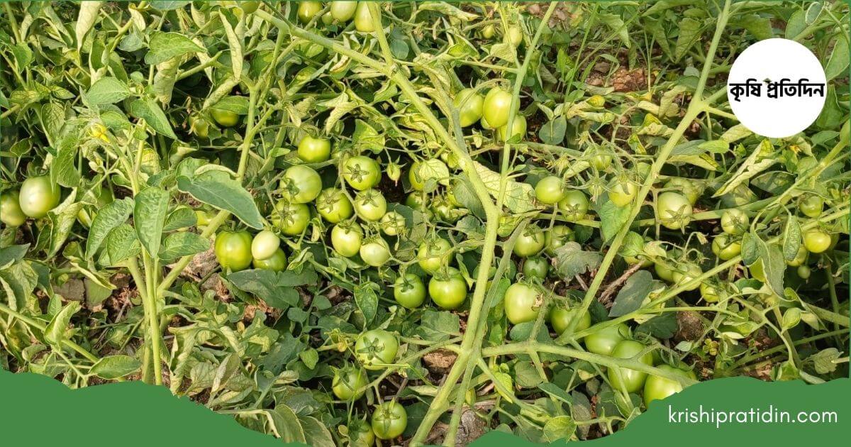 আগাম টমেটো