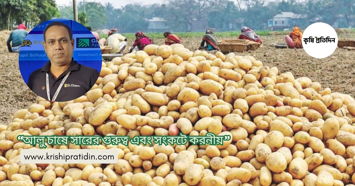 আলু চাষে সারের গুরুত্ব এবং সংকটে করনীয়
