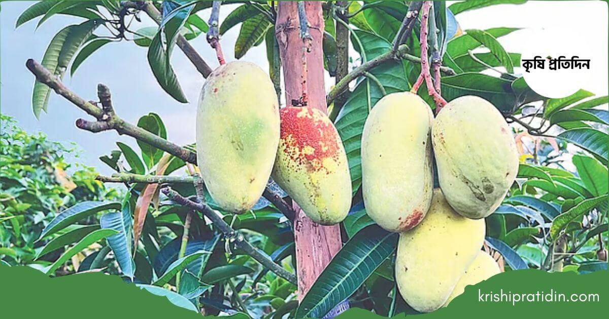 কাটিমন আম চাষে বাজিমাত