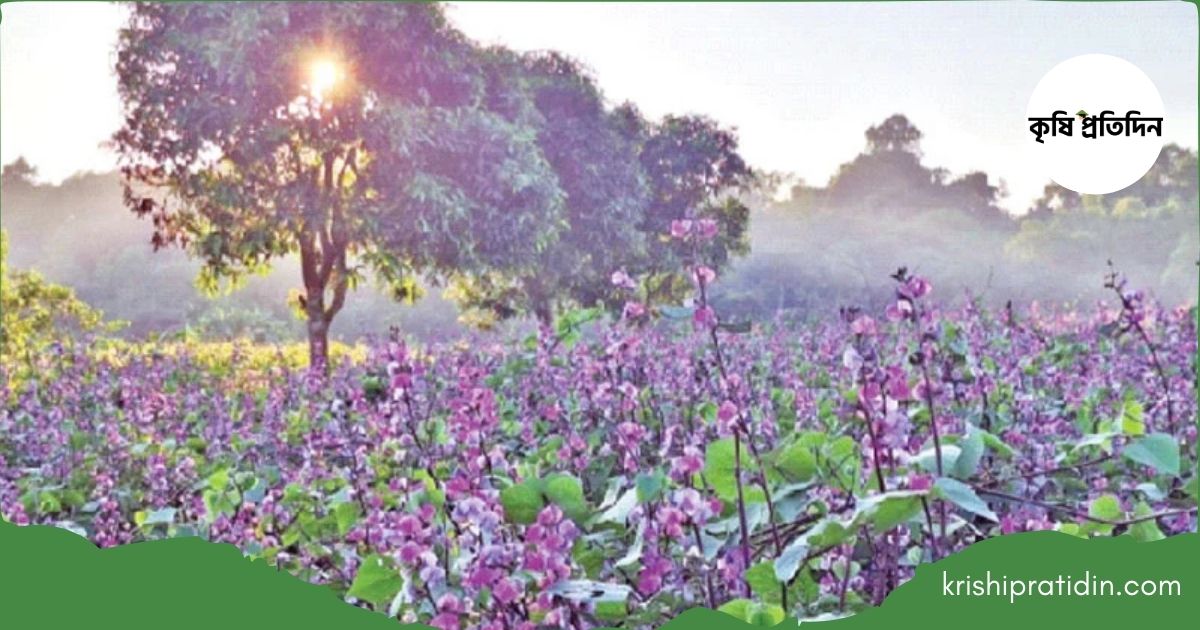 শিম চাষে বিপ্লব