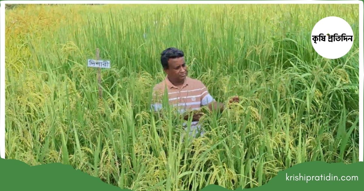 ধান ব্যাংক