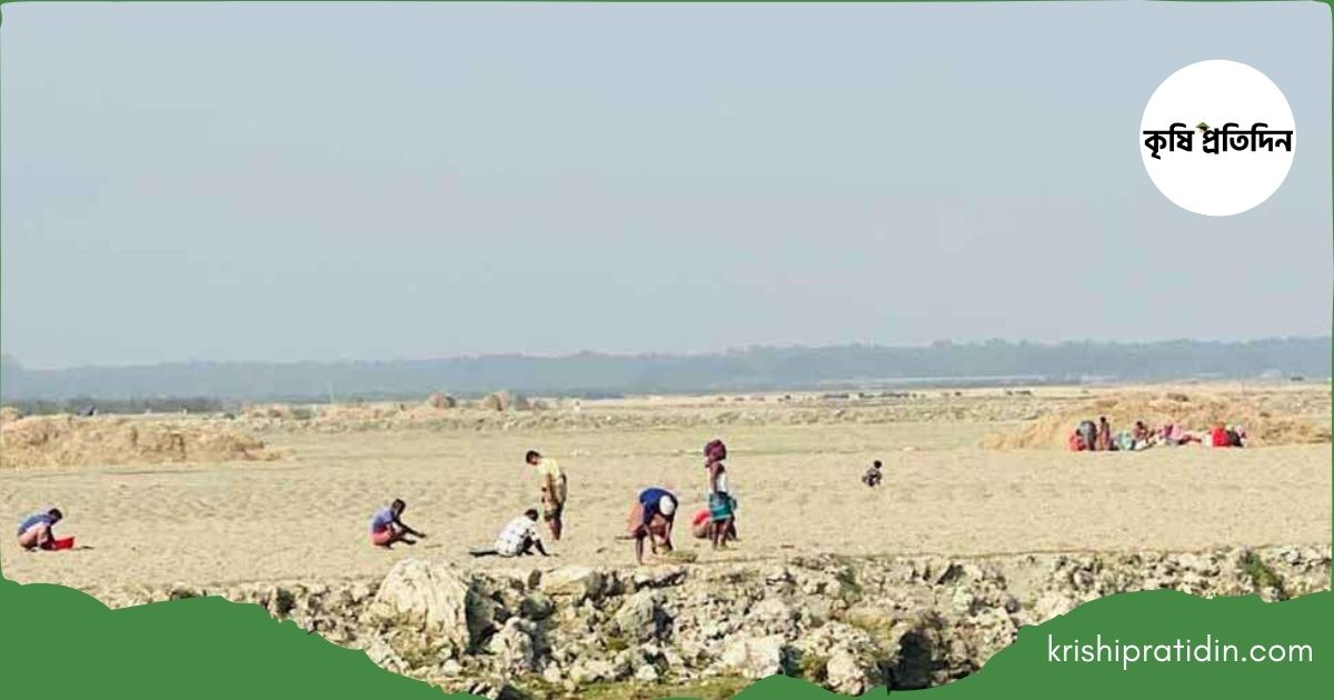 নদীঘেরা চরে সবুজ বিপ্লব