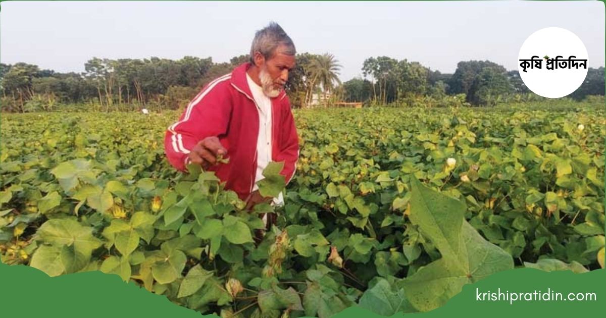 বাড়ছে তুলার আবাদ