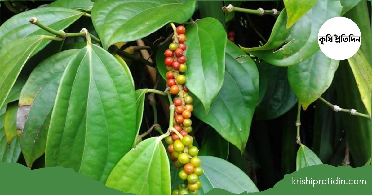 বাণিজ্যিকভাবে গোলমরিচ চাষ