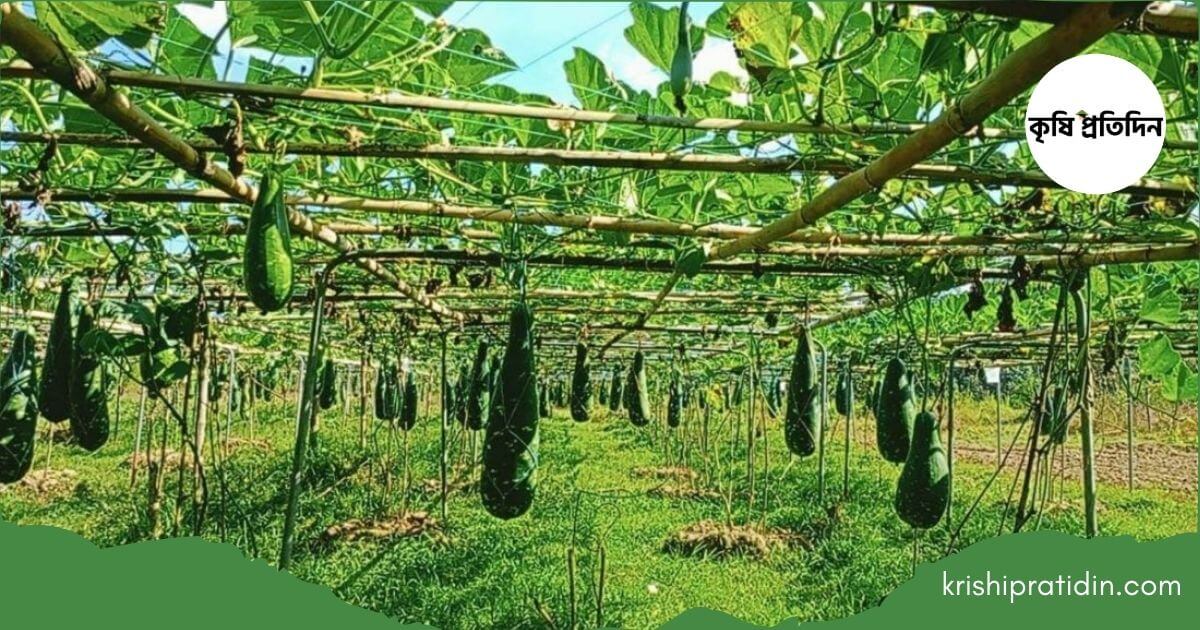 বারি লাউ-৪