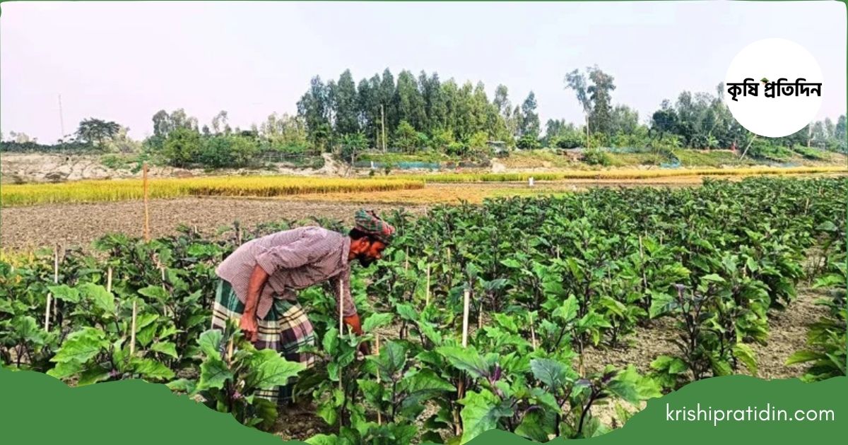 বেগুন গাছে ভাইরাস