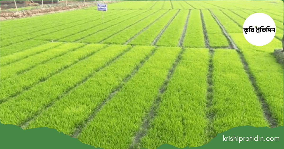 বোরো বীজতলা