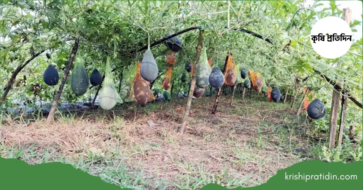 মালচিং তরমুজ চাষ