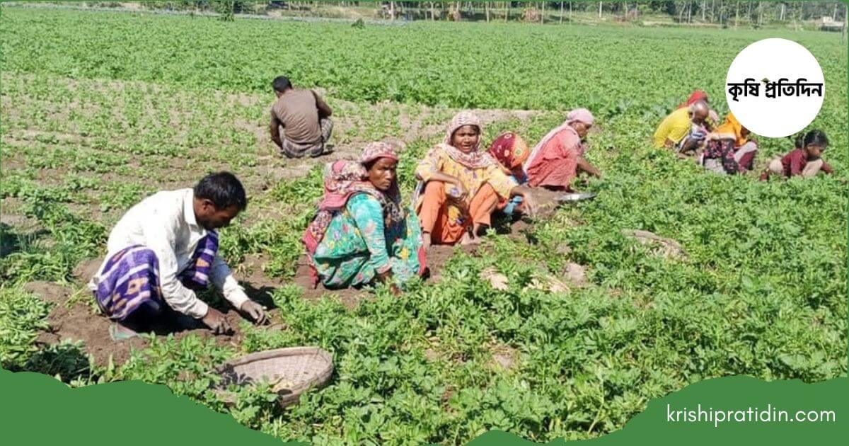 শিল্পকারখানার আগ্রাসন